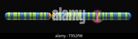 Zystische Fibrose Chromosom, Illustration. Mukoviszidose ist eine genetische Störung, die vor allem die Lunge, sondern auch die Bauchspeicheldrüse, Leber, Nieren und Darm. Es ist durch die Anwesenheit von Mutationen in beiden Kopien des Gens für die Cystic Fibrosis Transmembrane Conductance Regulator Protein verursacht. Stockfoto