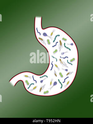 Abbildung: Darstellung Darm Bakterien im Magen. Stockfoto