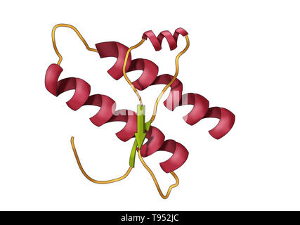 Modell der Prion Protein. Prionen sind infektiöse Erreger ausschließlich aus einem Protein, das in mehreren falten können, strukturell abstrakte Möglichkeiten, von denen mindestens einer übertragbaren zu anderen prion Proteine ist, die Krankheit in einer Weise, die epidemiologisch ist es, die Ausbreitung der viralen Infektion vergleichbar. Prionen aus der Prion Protein sind vermutlich die Ursache der transmissiblen spongiformen Enzephalopathien unter anderen Krankheiten. Stockfoto