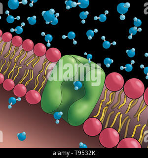 Aquaporine auch genannt, sind integrale Membranproteine aus einer größeren Familie der großen inneren Proteine, die Form der Poren in der Membran von biologischen Zellen und Wasser zwischen den Zellen zu fließen. Stockfoto