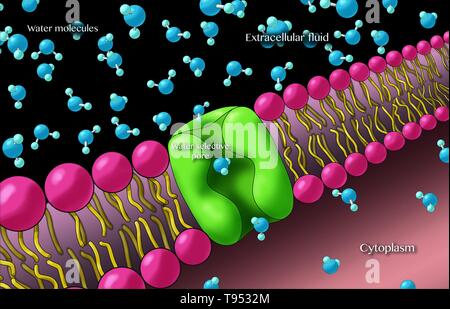 Aquaporine auch genannt, sind integrale Membranproteine aus einer größeren Familie der großen inneren Proteine, die Form der Poren in der Membran von biologischen Zellen und Wasser zwischen den Zellen zu fließen. Stockfoto