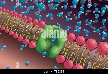 Aquaporine auch genannt, sind integrale Membranproteine aus einer größeren Familie der großen inneren Proteine, die Form der Poren in der Membran von biologischen Zellen und Wasser zwischen den Zellen zu fließen. Stockfoto