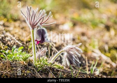 Frische wiese Anemone, auch als kleine Pasque flower mit dunklen lila Schale wie Blumen und behaarten Stängel wachsen in einem kiesigen Wiese. Sonnigen Tag. Stockfoto