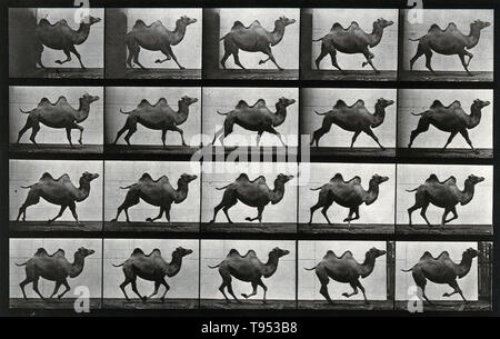 Stopp - Aktion Fotos von einem Kamel läuft von Eadweard Muybridge (1830-1904). Muybridge war ein englischer Fotograf für seine Pionierarbeit bei der fotografischen Studien der Bewegung und in der Bewegung bekannt - Bild projektion. Seine Pionierarbeit auf tierischen Fortbewegung in 1877 und 1878 verwendet, um mehrere Kameras Bewegung im Stop-action Fotos einzufangen. In den 1880er Jahren trat er eine sehr produktive Periode an der Universität von Pennsylvania in Philadelphia, produziert über 100.000 Bilder von Tieren und Menschen in Bewegung, zu erfassen, was das menschliche Auge nicht als separate Bewegungen unterscheiden. Stockfoto