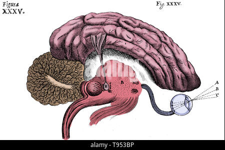 Historische Abbildung des Gehirns, die den Prozess des Sehens, von Rene Descartes. Das Nervensystem, 1662. Stockfoto