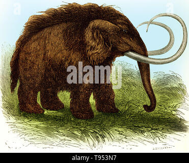 Abbildung eines Mammuts (Mammuthus primigenius), von Louis Figuier der Welt vor der Sintflut, 1867 American Edition. Stockfoto