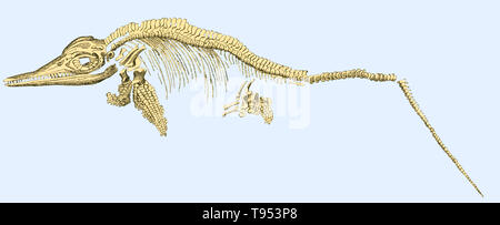 Abbildung eines ichthyosaur Fossil (Ichthyosaurus communis) von Louis Figuier der Welt vor der Sintflut, 1867 American Edition. Ichthyosaurs waren Meeresreptilien mit einem Körper ähnlich wie ein Delphin. Sie verwendet ihre konische Zähne auf Kopffüßer während der Jurazeit zu füttern. Stockfoto