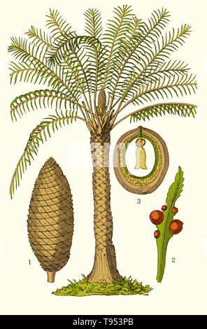 CYCAS Circinalis, Pflanze und Kegel zeigen.  Illustration von Louis Figuiers die Welt vor der Sintflut, 1867 amerikanische Ausgabe. Stockfoto