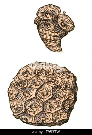 Fossil einer rugose Korallen Kolonie (Lonsdaleia Floriformis), die während der Karbon lebten.  Illustration von Louis Figuiers die Welt vor der Sintflut, 1867 amerikanische Ausgabe. Stockfoto