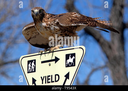 Red Tailed Hawk Stockfoto