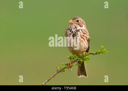 Corn Bunting (Emberiza calandra), schöne Songbird sitzen und singen auf einem Busch in den Morgen, Tschechische Republik Stockfoto