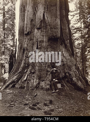 Ulysses S. Grant, 71 Meter im Umkreis, Mariposa Grove, Yosemite, Nr. 87; zu Carleton Watkins (American, 1829-1916) zugeschrieben, oder zugeschrieben, C.L. Unkraut (American, 1824-1903), oder zu Eadweard J. Muybridge (Amerikanische, geboren in England, 1830-1904), Thomas Houseworth & Company; Mariposa, California, United States zugeschrieben; negativ über 1864 - 1865; über 1872. Eiklar Silber drucken. Stockfoto