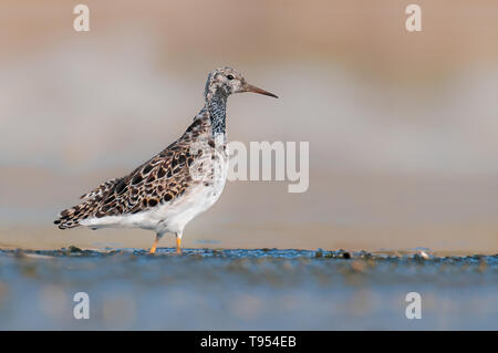 Ruff (calidris Pugnax), mittleren waten Vogel aus einem schönen Teich in Südmähren, Tschechische Republik Stockfoto