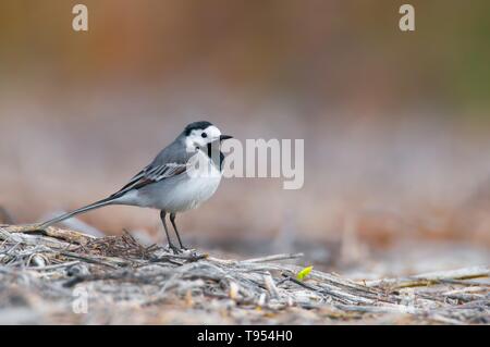 Bachstelze (Motacilla alba), kleine Songbird von einem schönen Teich in Südmähren, Tschechische Republik Stockfoto