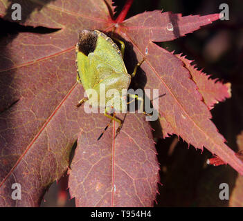 Green shieldbug, Palomena prasina, ruht auf Blatt. Stockfoto