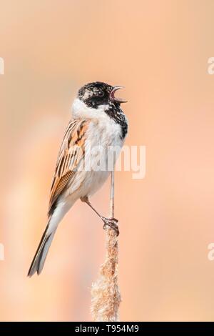 Gemeinsame Rohrammer (Emberiza schoeniclus) männlich, schöne Songbird sitzen und singen auf Reed, Tschechische Republik Stockfoto