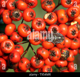 Behaart, Dolycoris baccarum shieldbug, ruht auf holzbär (firethorn) Beeren Stockfoto