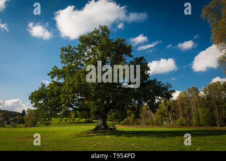 Einsame grüne Eiche Baum im Feld in der Nähe von Kloster Seeon Stockfoto