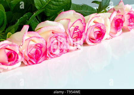 Weiße Rosen mit roten und rosa Rändern auf weißem Hintergrund Stockfoto