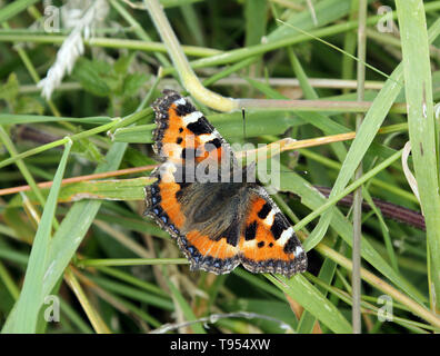 Kleiner Fuchs Schmetterling Aglais urticae Stockfoto