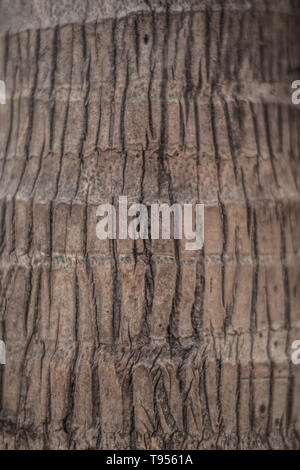 Nahaufnahme von Palm Baumstamm Stockfoto