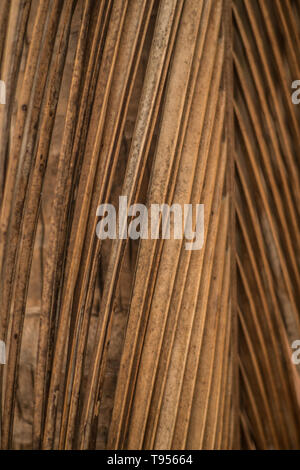 Nahaufnahme von einem toten Palm Tree leaf Stockfoto