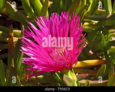 Rosa blühenden Sukkulenten, 12:00 Uhr Blume oder Delospermum sutherlandii Stockfoto