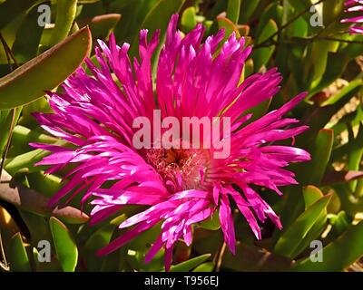 Rosa blühenden Sukkulenten, 12:00 Uhr Blume oder Delospermum sutherlandii Stockfoto