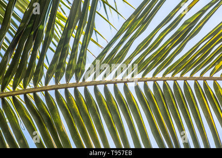 In der Nähe von Palm Leaf in einer tropischen Lage Stockfoto