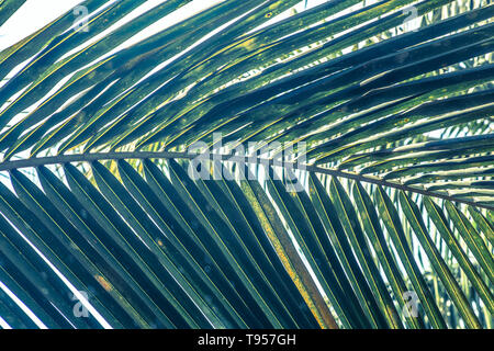 In der Nähe von Palm Leaf in einer tropischen Lage Stockfoto
