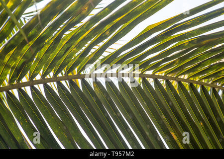 In der Nähe von Palm Leaf in einer tropischen Lage Stockfoto