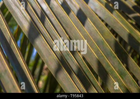 In der Nähe von Palm Leaf an einem sonnigen Tag Stockfoto