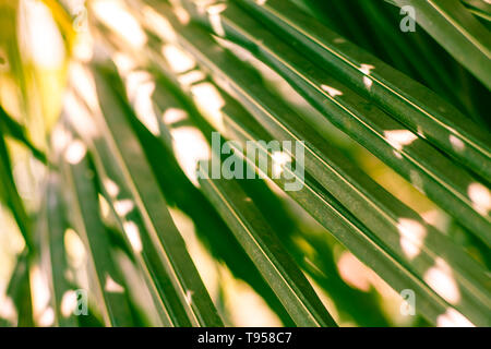 In der Nähe von Palm Leaf in einer tropischen Lage Stockfoto