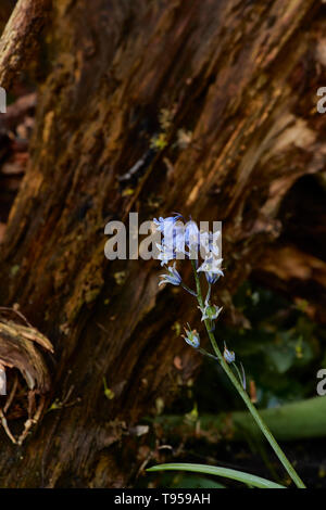 Bluebells und Zweig in einem englischen Frühling, Stratford, England, Vereinigtes Königreich, Europa Stockfoto