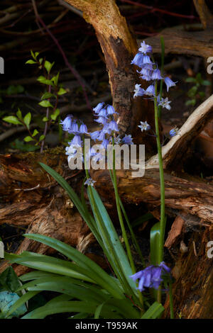 Bluebells und Zweig in einem englischen Frühling, Stratford, England, Vereinigtes Königreich, Europa Stockfoto