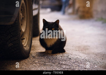 Verängstigte schwarze und weiße heimatlose Katze mit gelben Augen sitzen in der Nähe des Rad des Autos, die im Hof steht Stockfoto