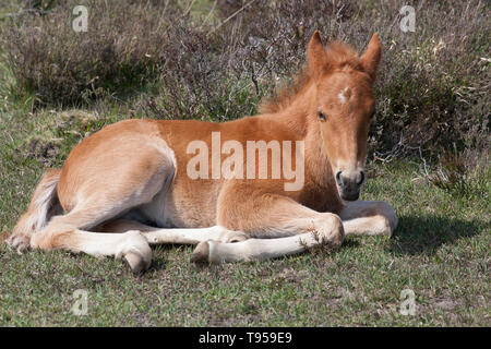Ponys im New Forest Stockfoto