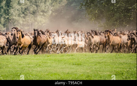 Herde von Duelmen Ponys mit Fohlen, die im Galopp über eine Wiese, ein gebürtiger Pferderasse leben wild im Merfelder Bruch Dülmen Münsterland, Deutschland Stockfoto
