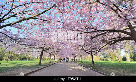 In Bispebjerg Friedhof Kopenhagen Dänemark April 2019 fotografiert, die Kirschbäume in voller Blüte am besten Stockfoto