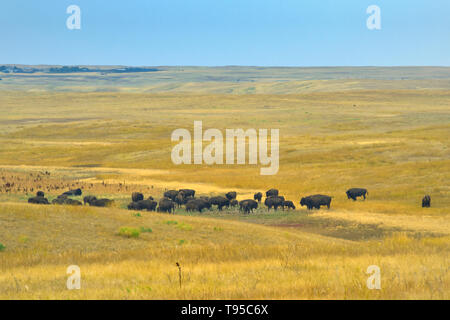 Plains bisons (Bison bison) im Grünland Grasland Nationalpark Saskatchewan Kanada Stockfoto