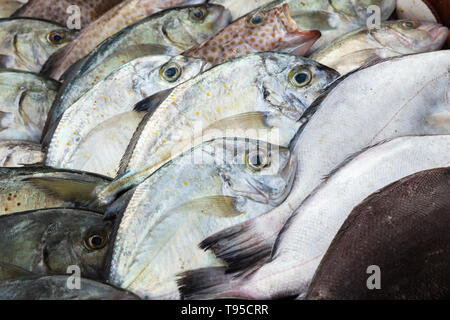 Frischer Fisch auf einem Zähler der Fischmarkt von Kota Kinabalu, Malaysia Stockfoto