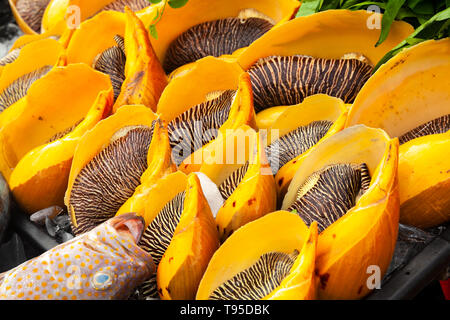 Sortiment von Melo Melo, bailer Shell. Es ist ein sehr großes Meer Schnecke, ein Marine gastropode Weichtiere. Der Fischmarkt von Kota Kinabalu, Malaysia Stockfoto
