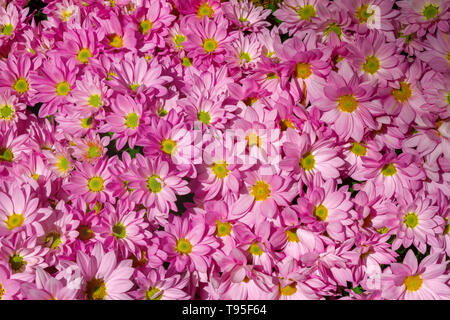 Große Gruppe von Pink daisy flowers Stockfoto