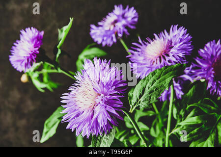 Kornblume Blumen closeup mit unscharfen Hintergrund, vintage Shot Stockfoto