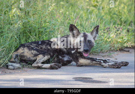 Wilde Hunde in den Krüger National Park, Südafrika Stockfoto