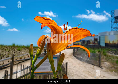 Orange Lilie Am Strand Stockfoto