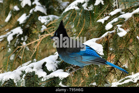 Ein horizontales Bild eines Stellers Jay (Cyanocitta stelleri), auf einem grünen Spruce Tree Branch in ländlichen Alberta Kanada gehockt Stockfoto