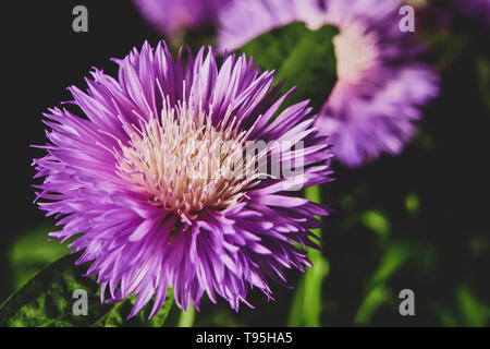 Kornblume Blumen closeup mit unscharfen Hintergrund, vintage Shot Stockfoto