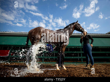 Baltimore, Maryland, USA. 15 Mai, 2019. BALTIMORE, Maryland - Mai 16: Krieg der Erhält eine Badewanne am Pimlico Rennbahn in Baltimore, Maryland am 16. Mai 2019. Evers/Eclipse Sportswire/CSM/Alamy leben Nachrichten Stockfoto