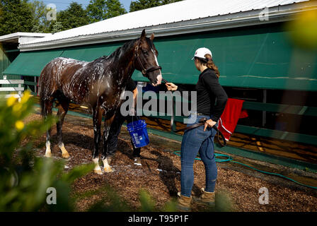 Baltimore, Maryland, USA. 15 Mai, 2019. BALTIMORE, Maryland - Mai 16: Krieg der Wird bereitet sich für den Preakness Stakes am Pimlico Rennbahn in Baltimore, Maryland am 16. Mai 2019. Evers/Eclipse Sportswire/CSM/Alamy leben Nachrichten Stockfoto